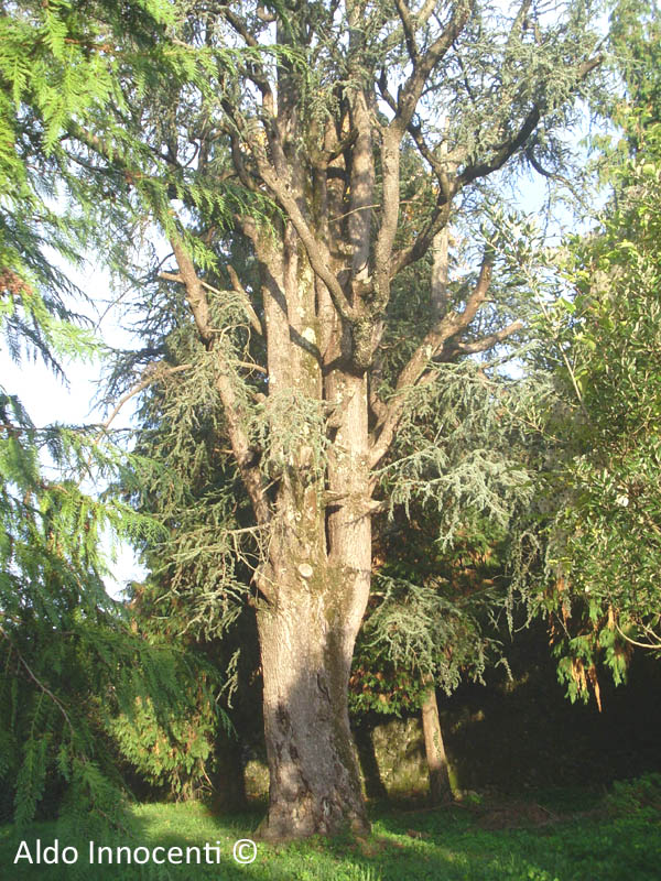 CEDRO DEL LIBANO DI BARGA 7